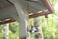 hdswnc5009007.jpg